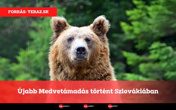 Újabb Medvetámadás történt Szlovákiában