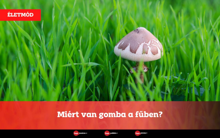 Miért van gomba a fűben?