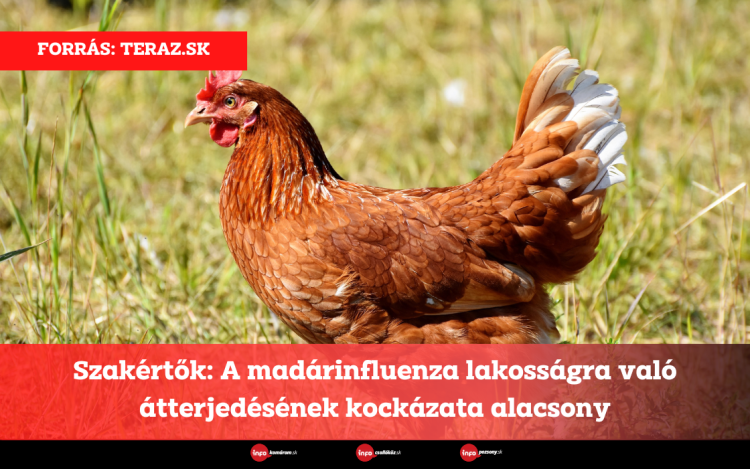 Szakértők: A madárinfluenza lakosságra való átterjedésének kockázata alacsony