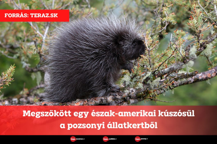 Megszökött egy észak-amerikai kúszósül a pozsonyi állatkertből