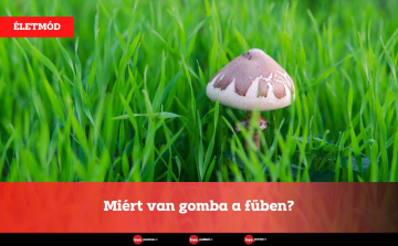 Miért van gomba a fűben?