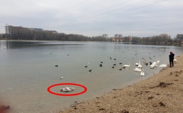 A Draždiaknál bőszen terjed a madárinfluenza, a „jegesmedvék” azonban nyugodtan úszkálnak a hattyúk között