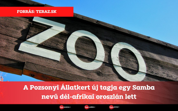 A Pozsonyi Állatkert új tagja egy Samba nevű dél-afrikai oroszlán lett