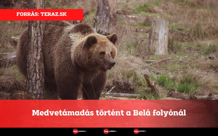 Medvetámadás történt a Belá folyónál