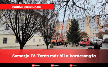 Somorja Fő Terén már áll a karácsonyfa