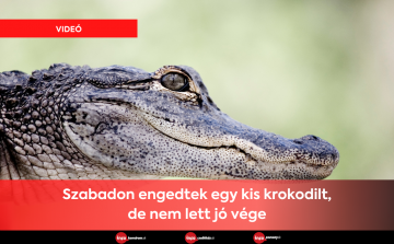 VIDEÓ • Szabadon engedtek egy kis krokodilt, de nem lett jó vége