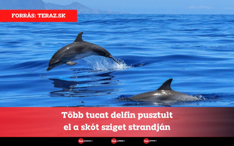 Több tucat delfin pusztult el a skót sziget strandján