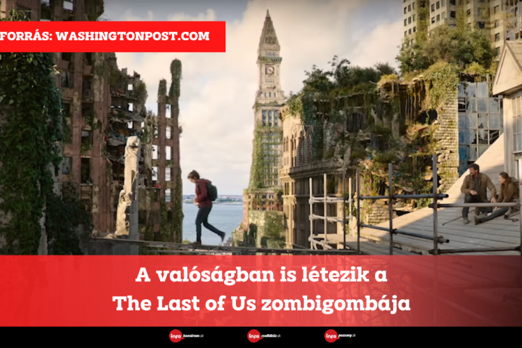 A valóságban is létezik a The Last of Us zombigombája