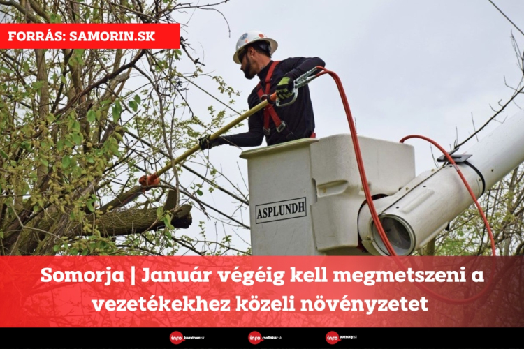 Somorja | Január végéig kell megmetszeni a vezetékekhez közeli növényzetet 