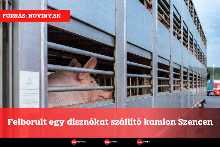 Felborult egy disznókat szállító kamion Szencen