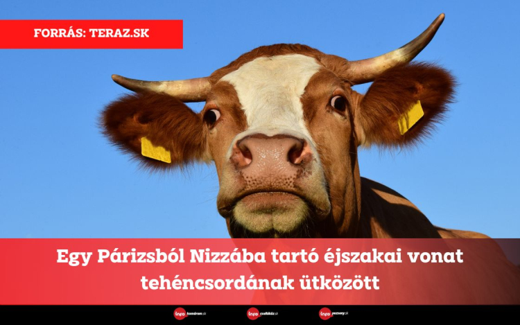 Egy Párizsból Nizzába tartó éjszakai vonat tehéncsordának ütközött