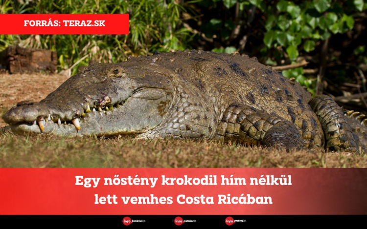 Egy nőstény krokodil hím nélkül lett vemhes Costa Ricában