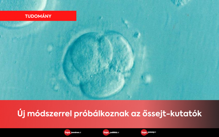 Új módszerrel próbálkoznak az őssejt-kutatók