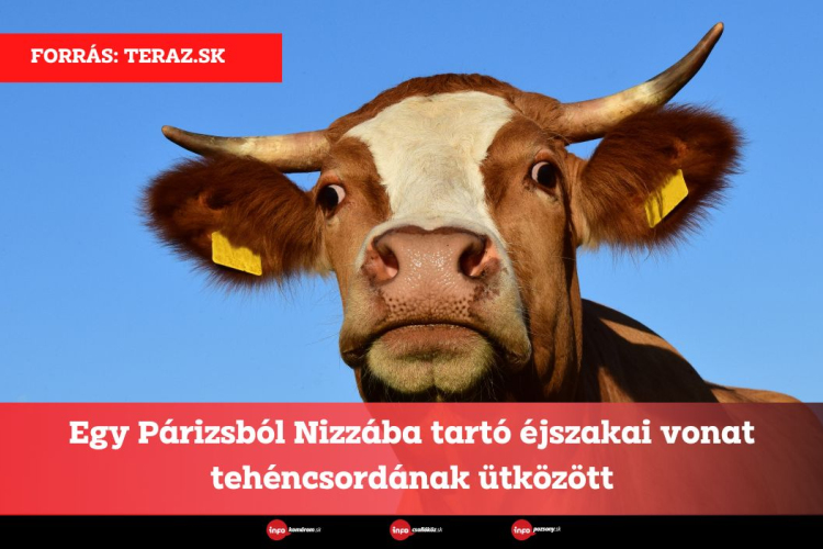 Egy Párizsból Nizzába tartó éjszakai vonat tehéncsordának ütközött