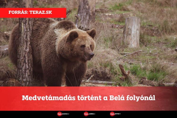 Medvetámadás történt a Belá folyónál