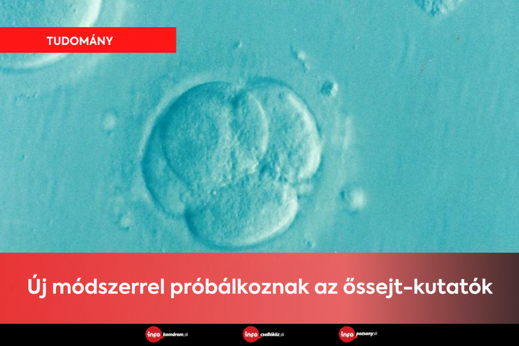 Új módszerrel próbálkoznak az őssejt-kutatók