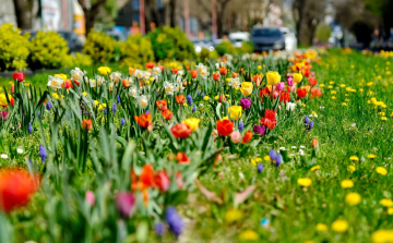 Pozsony: Az Óvárosban 29.000 tulipánt és nárciszt ültettek ki 