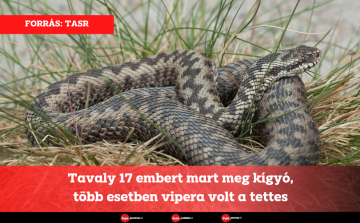 Tavaly 17 embert mart meg kígyó, több esetben vipera volt a tettes