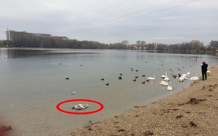 A Draždiaknál bőszen terjed a madárinfluenza, a „jegesmedvék” azonban nyugodtan úszkálnak a hattyúk között