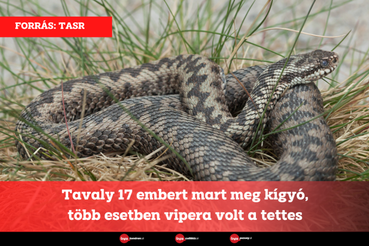 Tavaly 17 embert mart meg kígyó, több esetben vipera volt a tettes