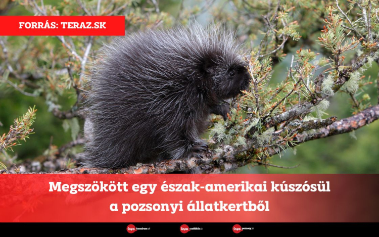 Megszökött egy észak-amerikai kúszósül a pozsonyi állatkertből